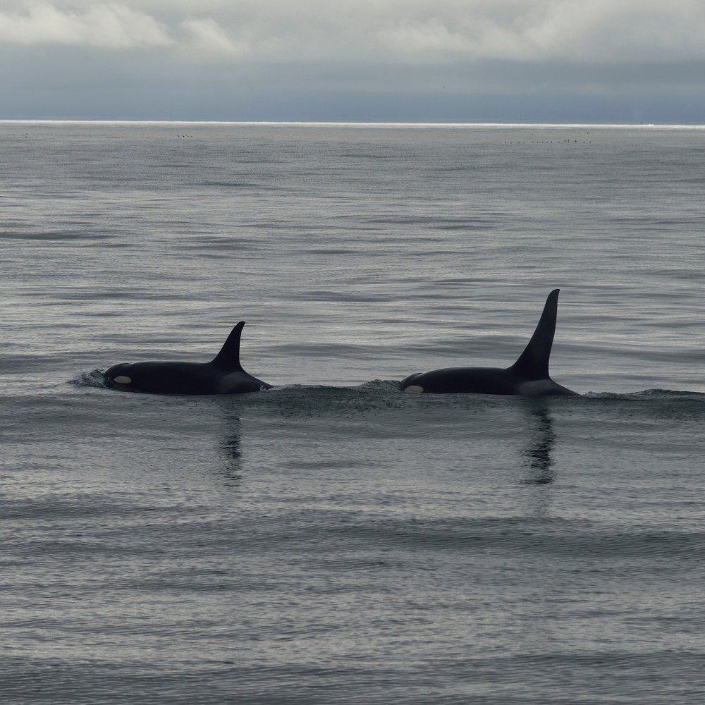 Photograph by Karasev Pavel