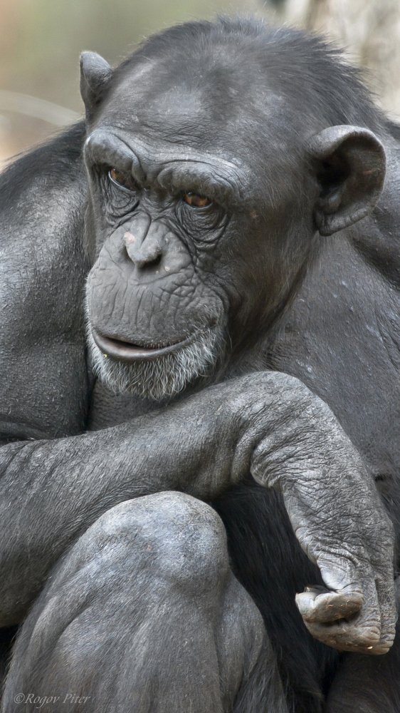 Шимпанзе