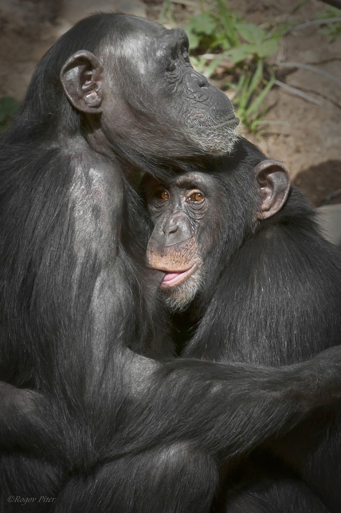 Шимпанзе
