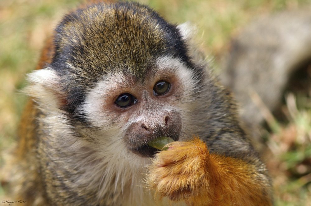 Саймири или беличья обезьяна