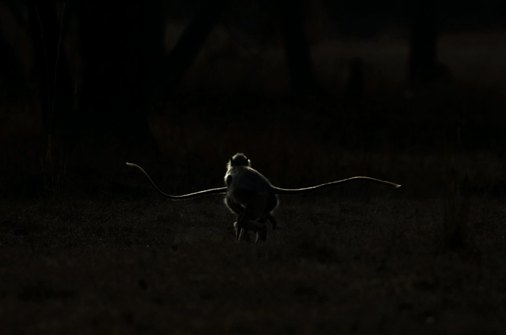 Фотография автора Sudipta Chakraborty