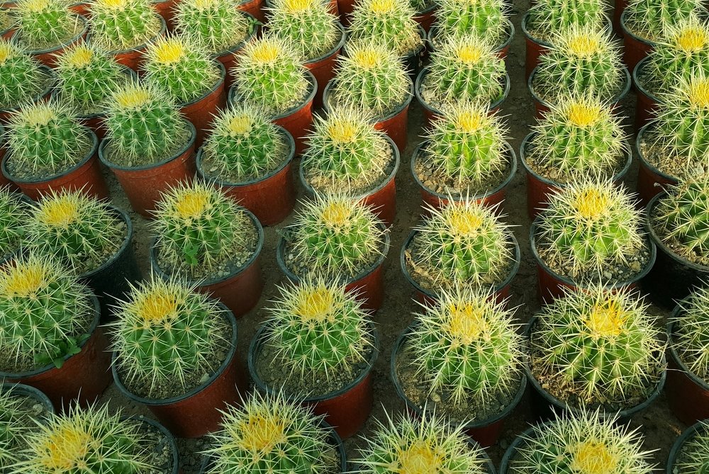 Photograph by Vajiheh Shahsavari