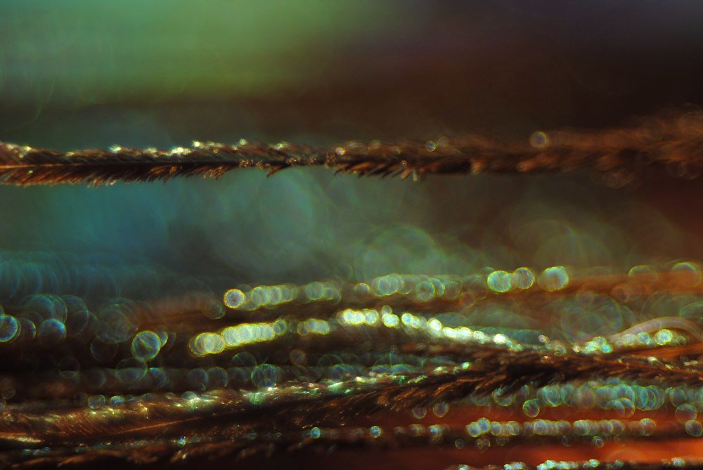 Прикосновение к павлину