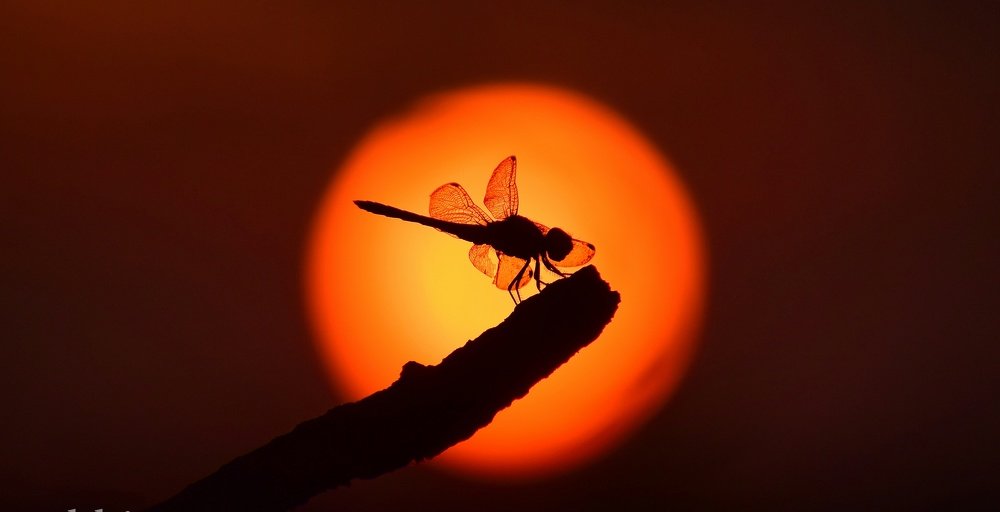 Dragonfly and golden hours