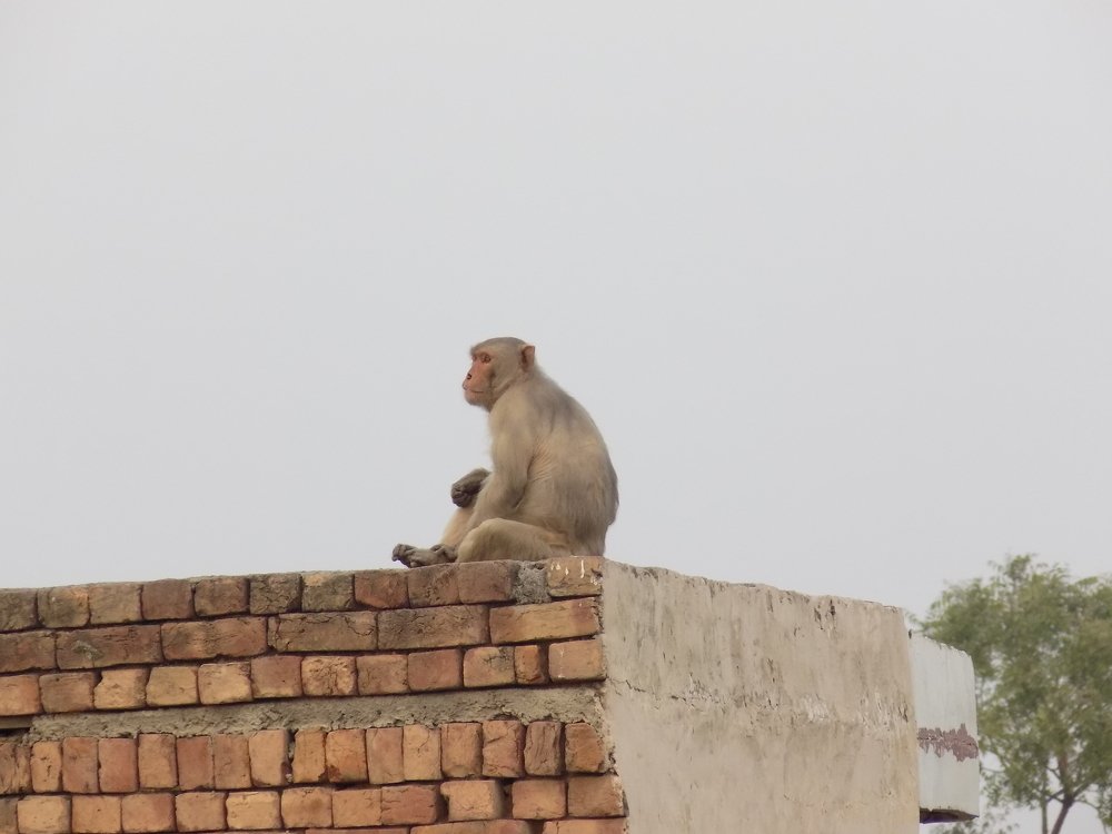 Monkey