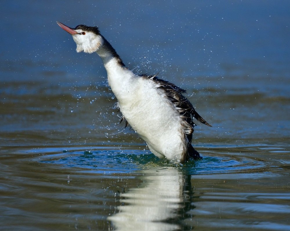 Птица Поганка