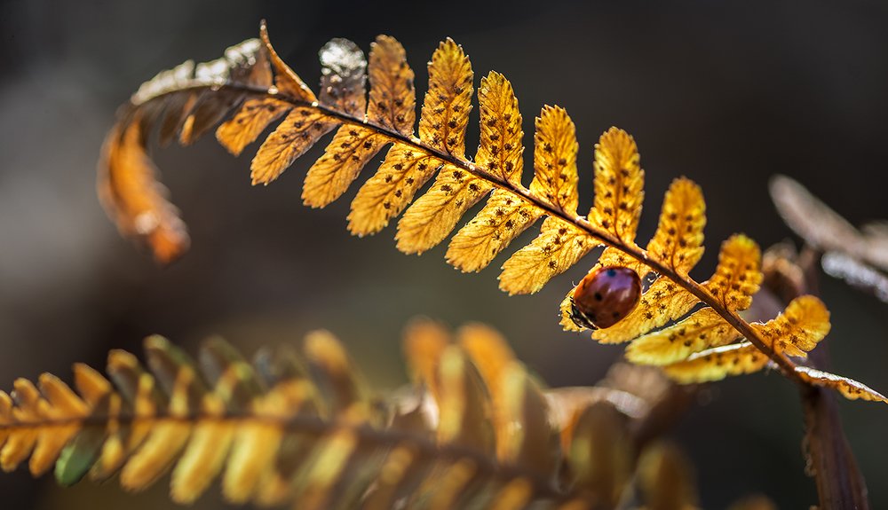 Золотой эшелон