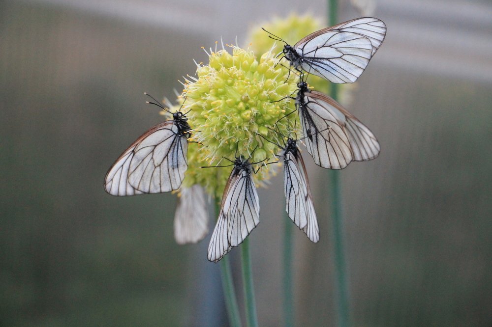 Photograph by Леунина Людмила