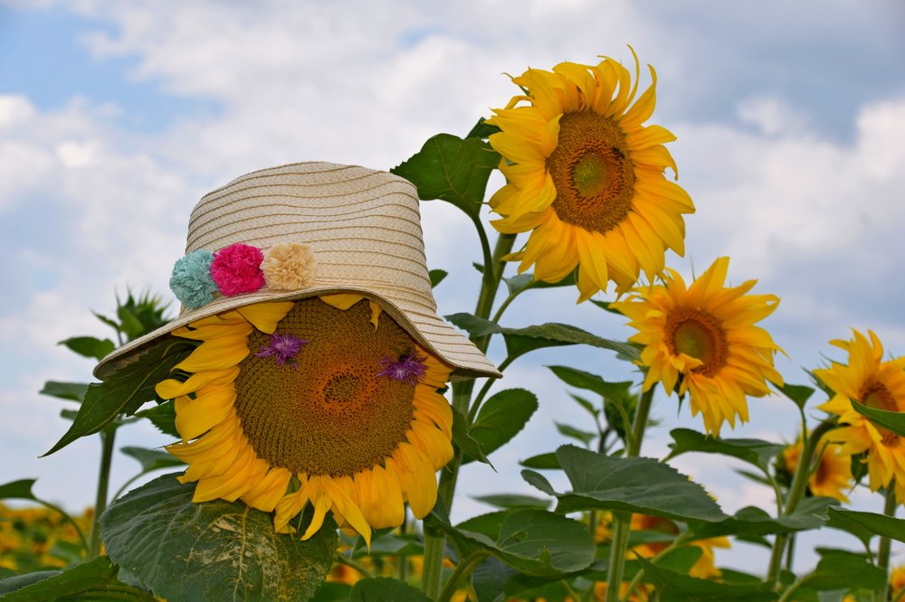 Sunflower  summmer