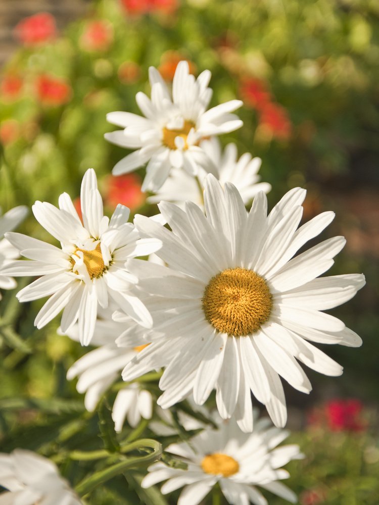 Photograph by Евгения Грачева