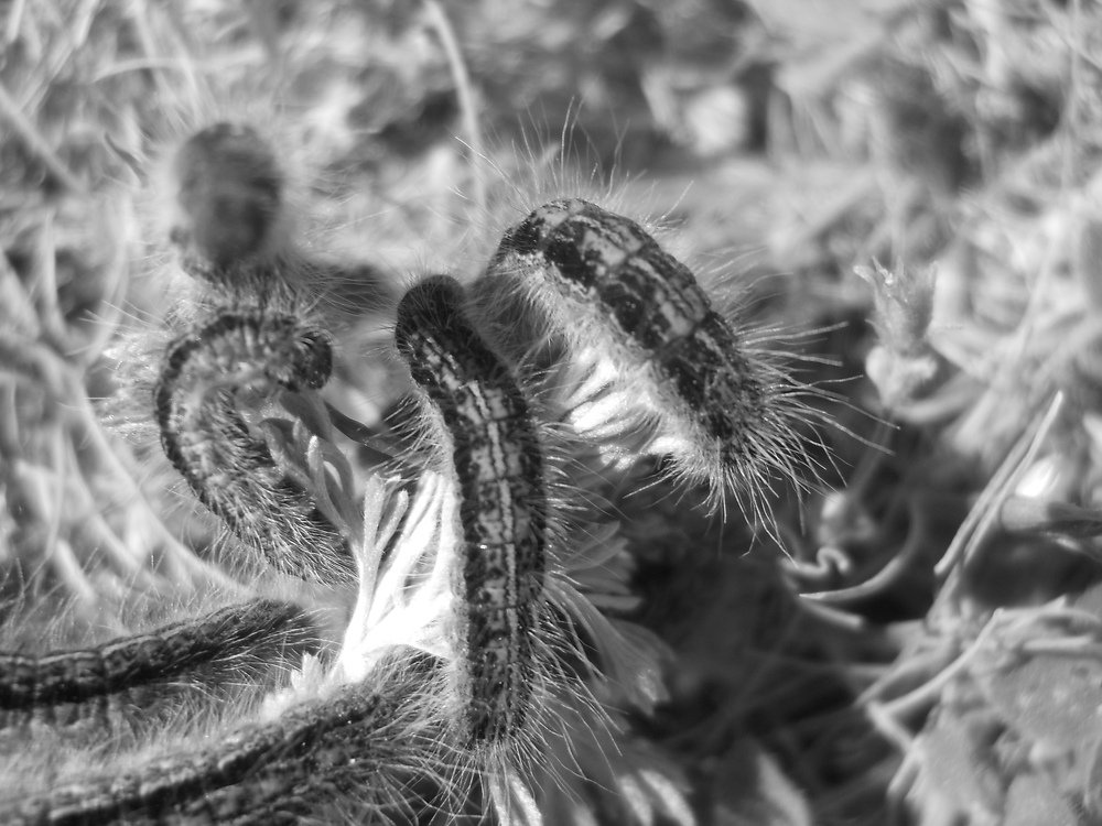 Жизнь насекомых.