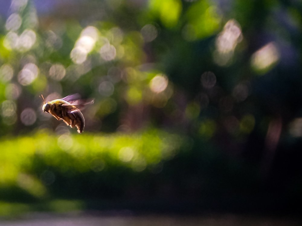 Bee happy in the morning.