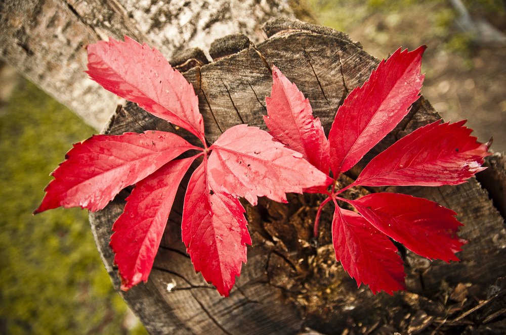 Photograph by Евгения Грачева