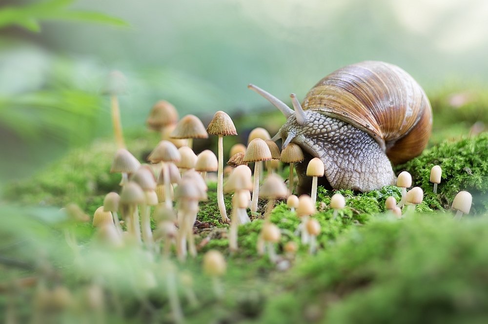 Photograph by Юрій Стороженко