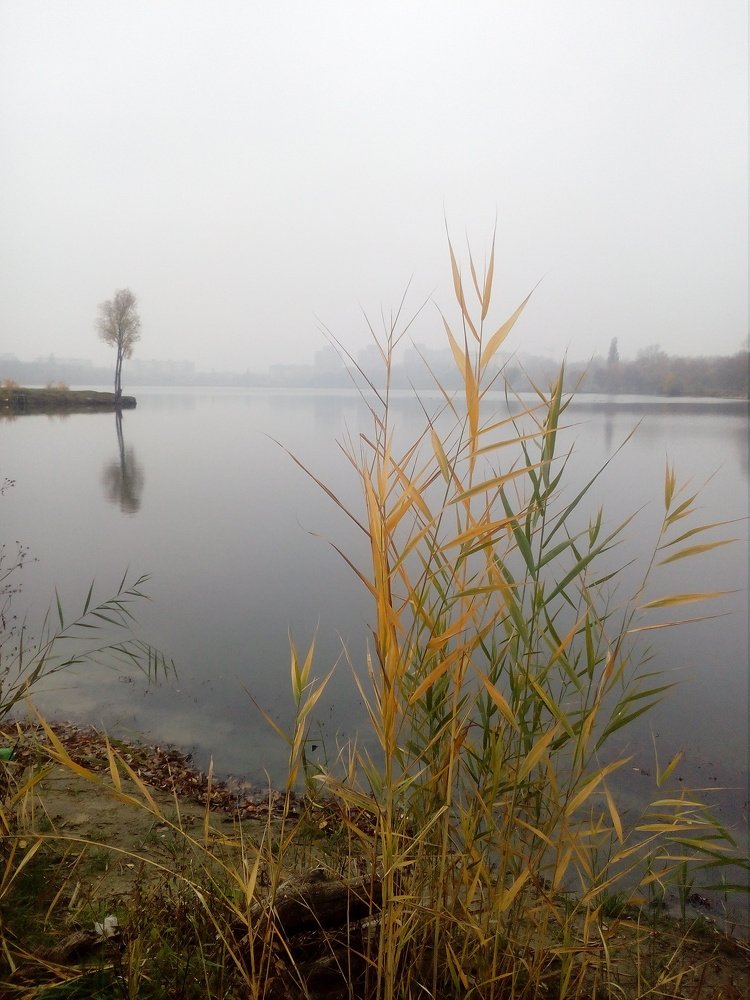 Одинокое дерево