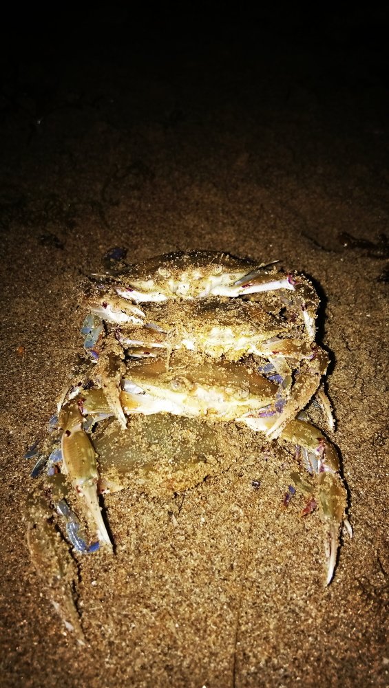 crabs