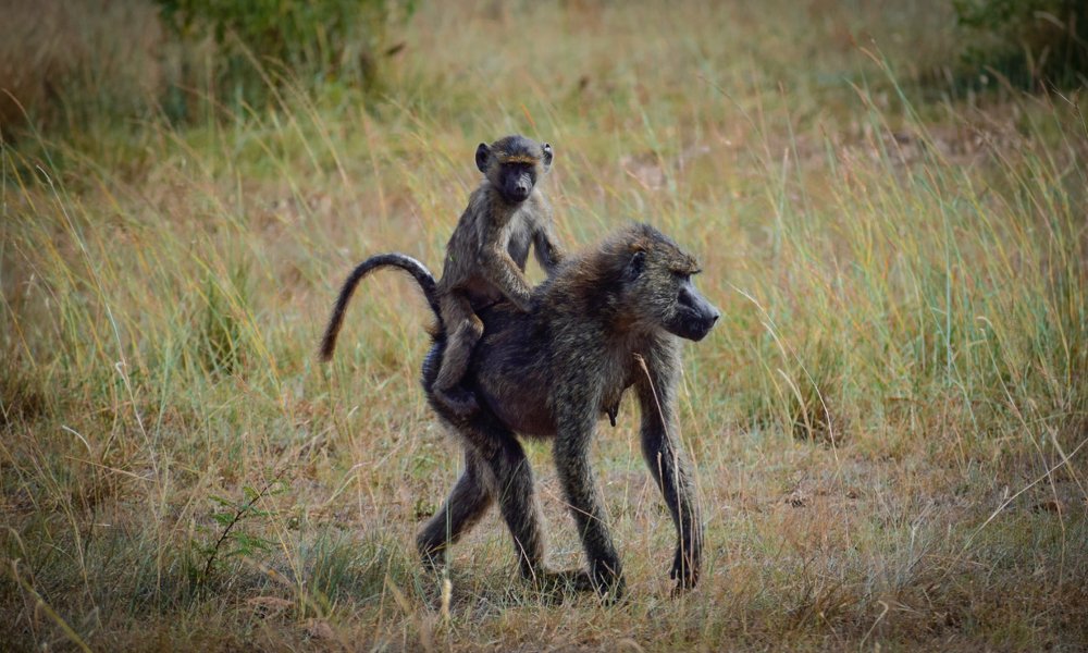 Фотография автора abhilash a k