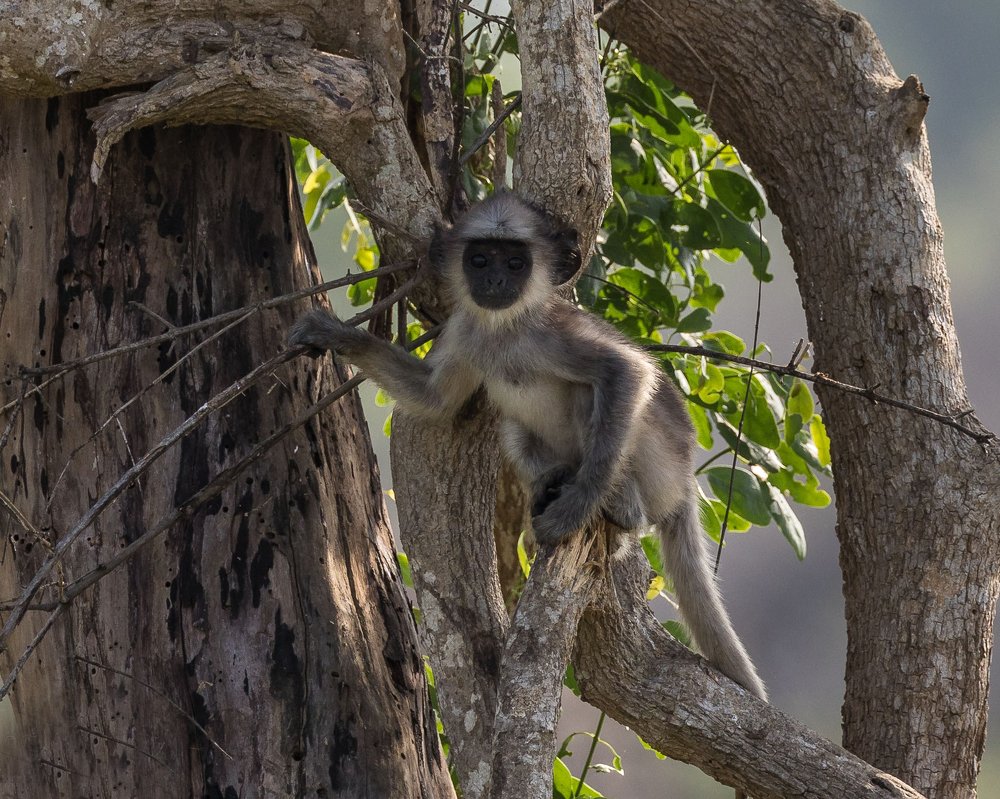 Photograph by Ranley Evarts