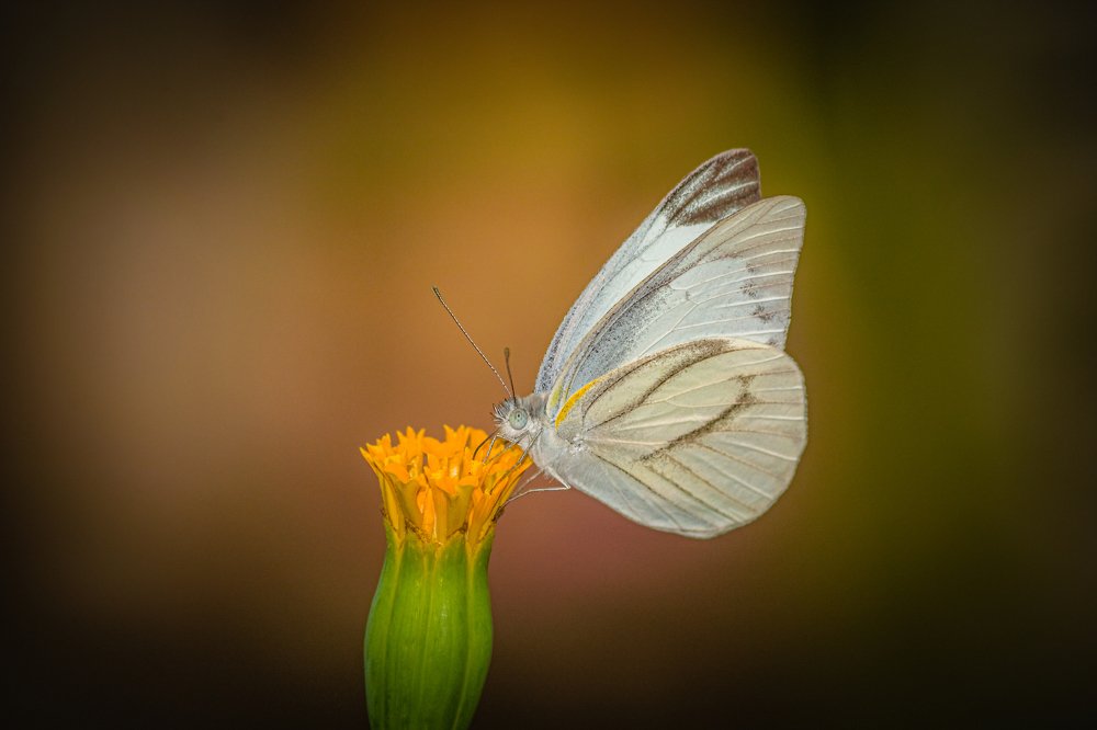 Photograph by Priyangshu Mitra