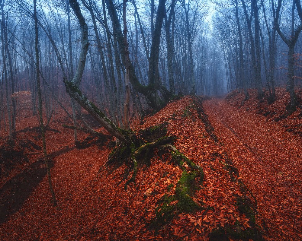 Photograph by Oleg Feofanov