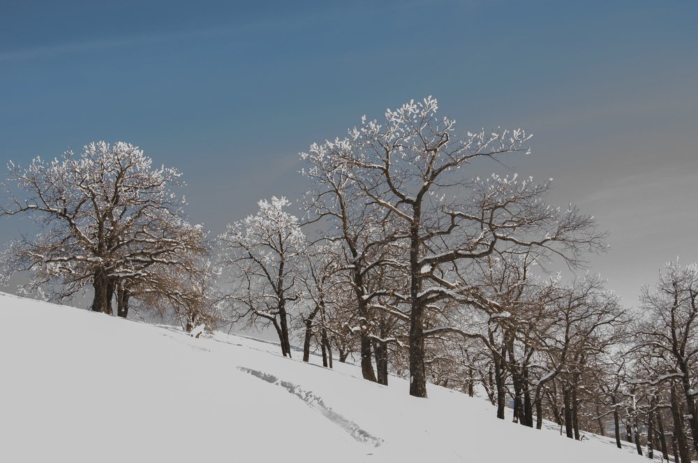 Фотография автора Henry Olcott
