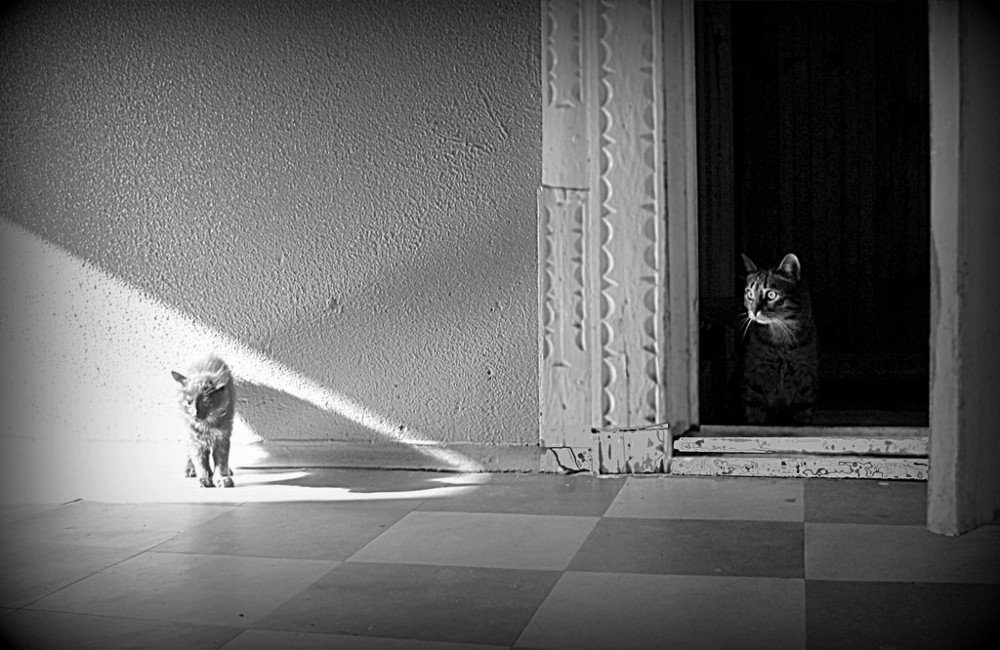 Photograph by Елена Белинская