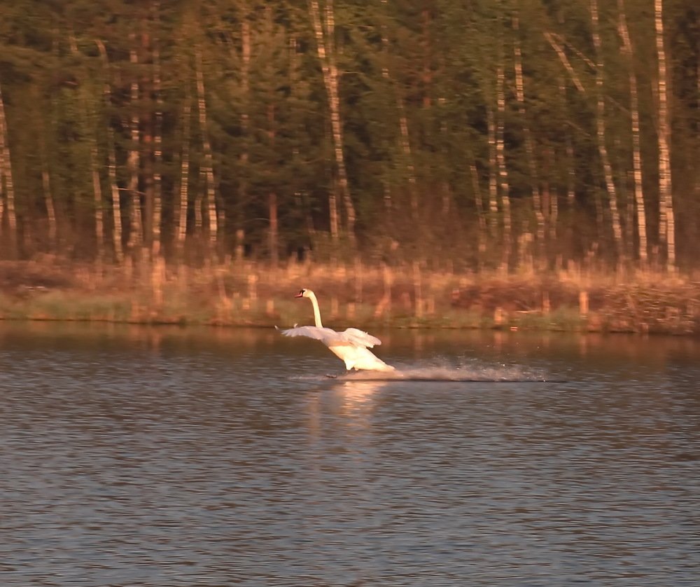 Бегущий по воде