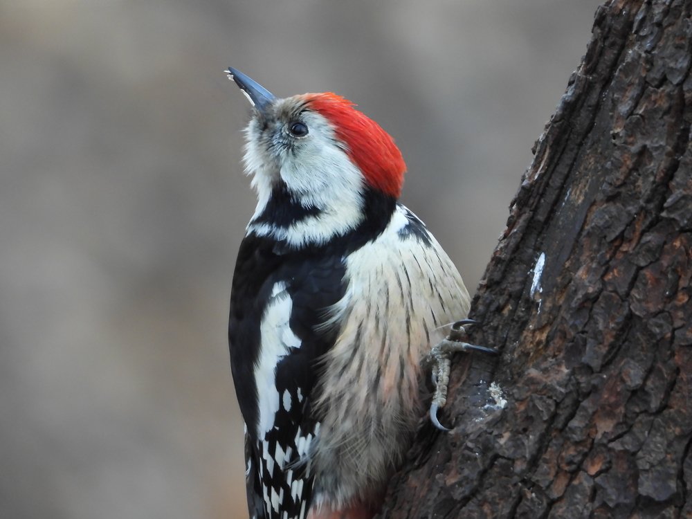 Средний Пёстрый Дятел