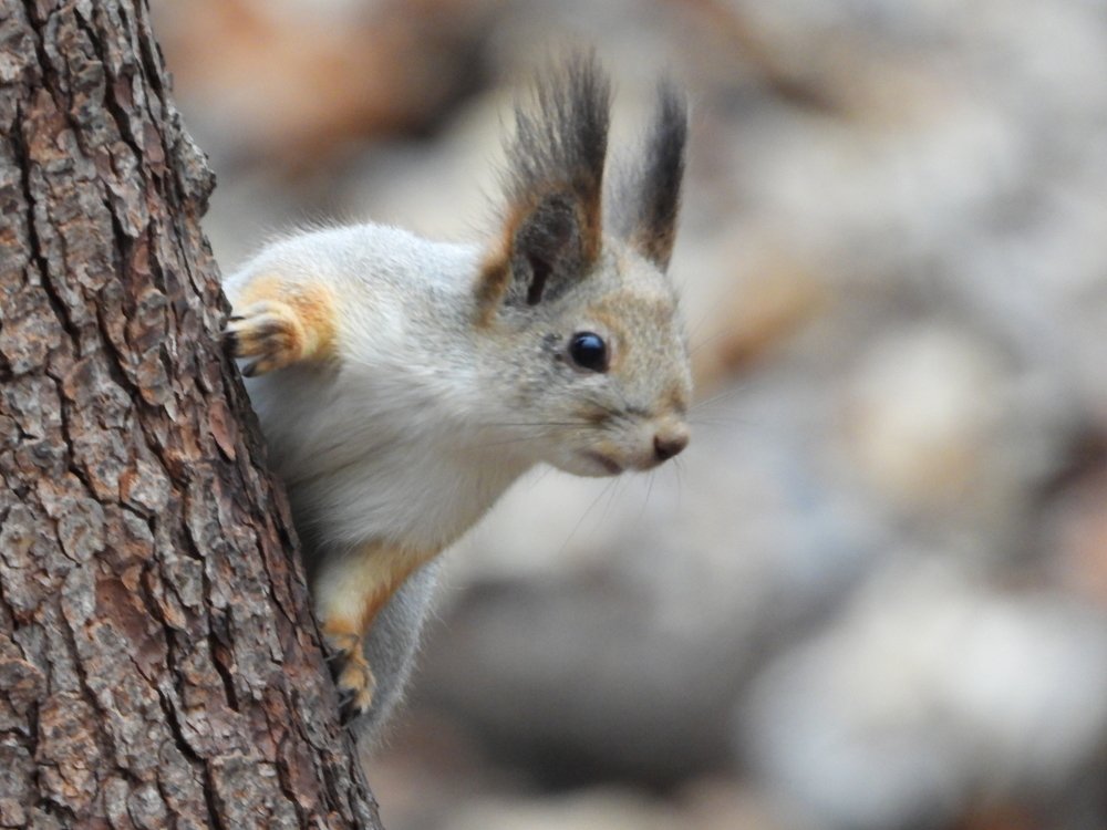 Обыкновенная Белка