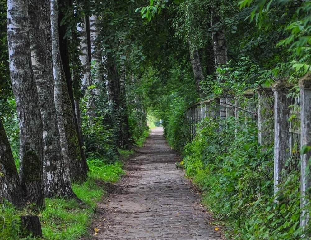 Березовая аллея