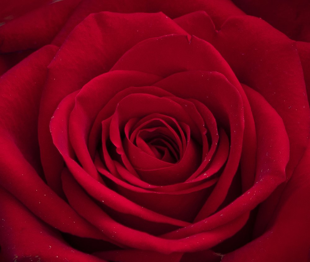 Photograph by Manjri Saxena