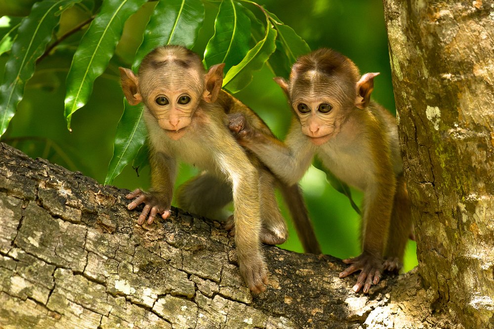 Photograph by Sankha Wanniatchi