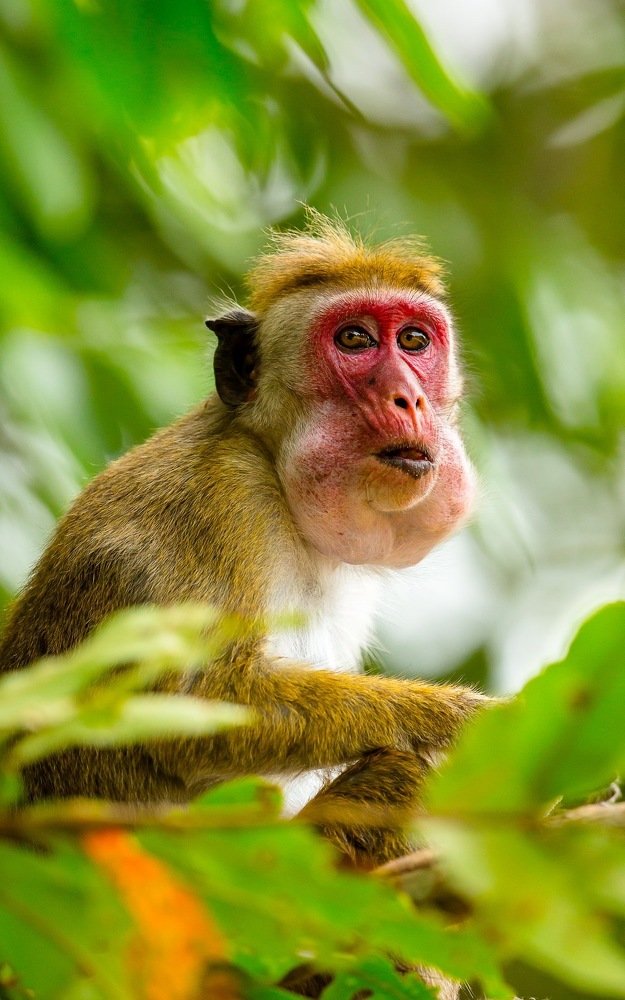 Photograph by Sankha Wanniatchi