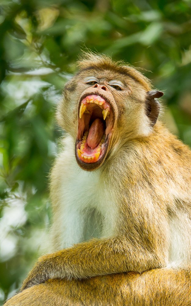 Photograph by Sankha Wanniatchi