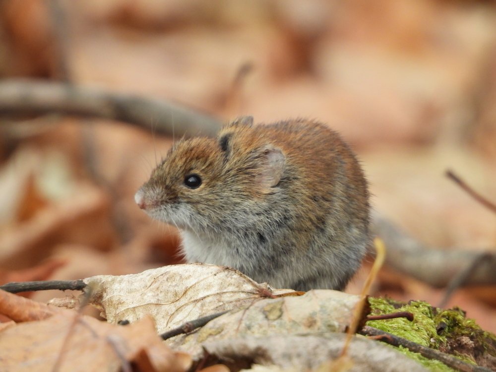 Лесная мышь