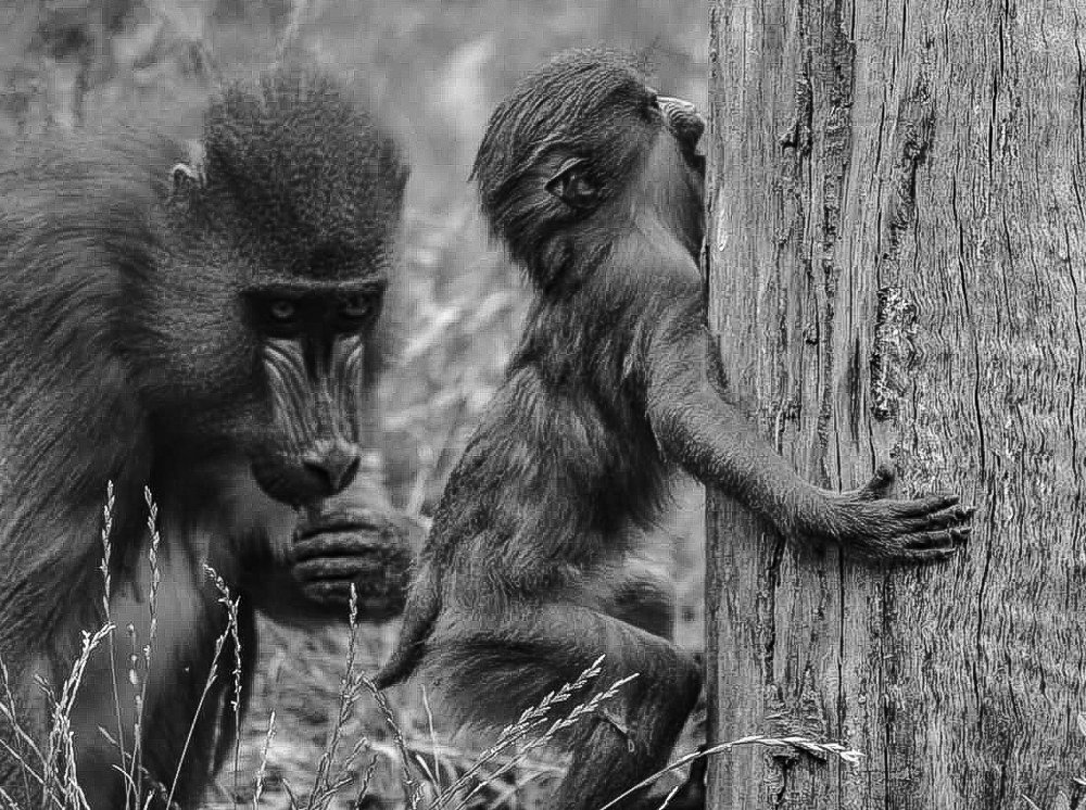 Photograph by Szilveszter Zoltan