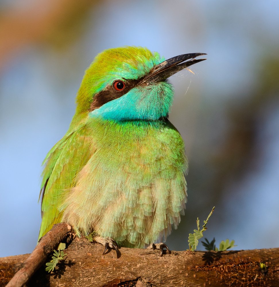 Arabian Little Green bee Eater