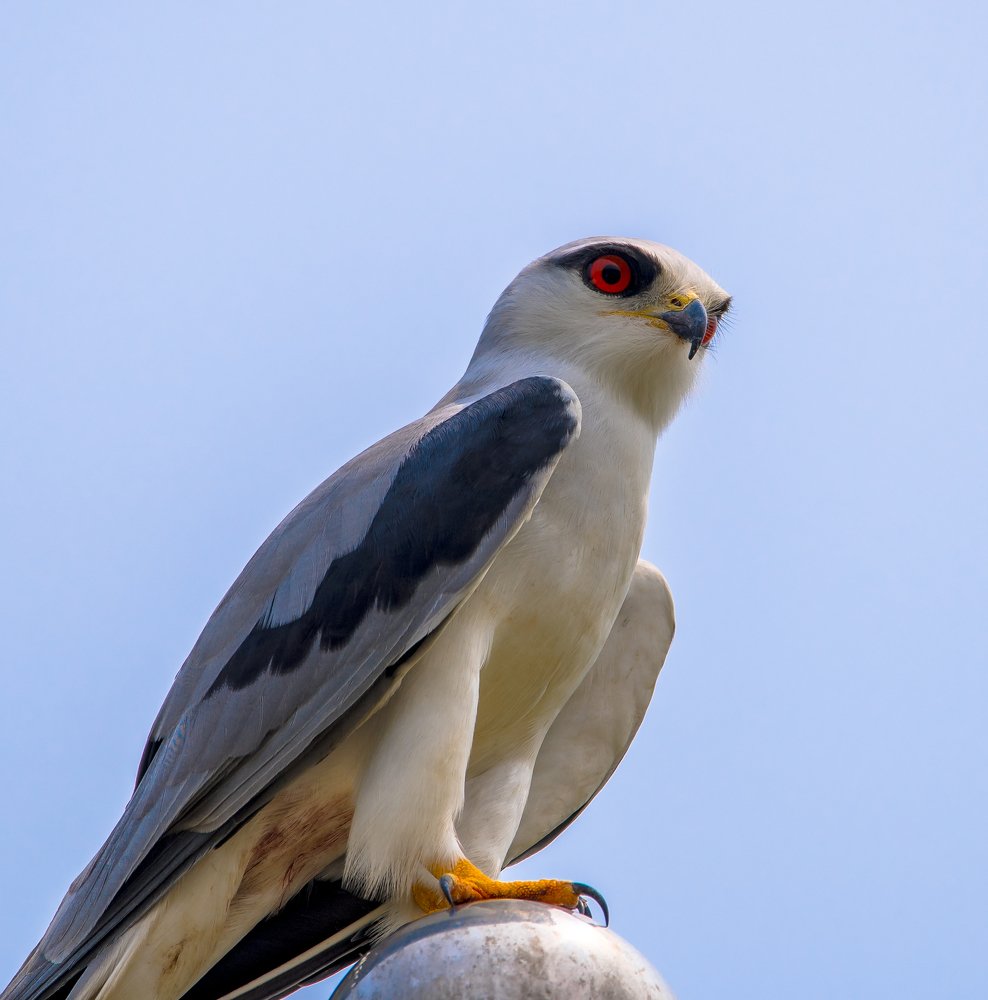 Black Winged Kite