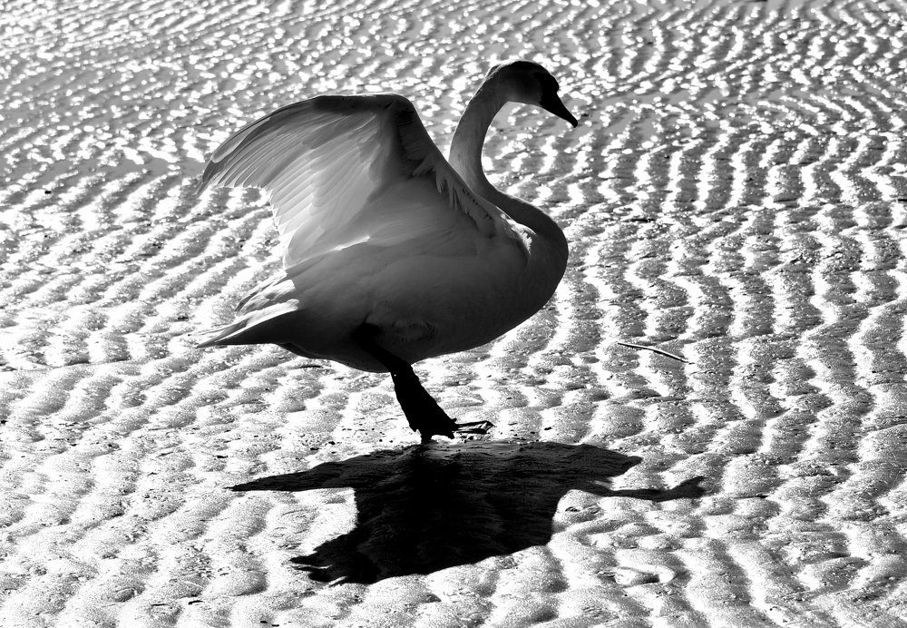 Парящий лебедь над своей тенью / Soaring swan above its shadow