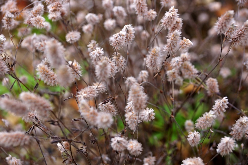 Где-то во Владимирской мещёре