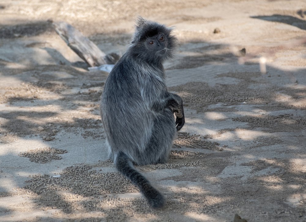 Серебристый лангур