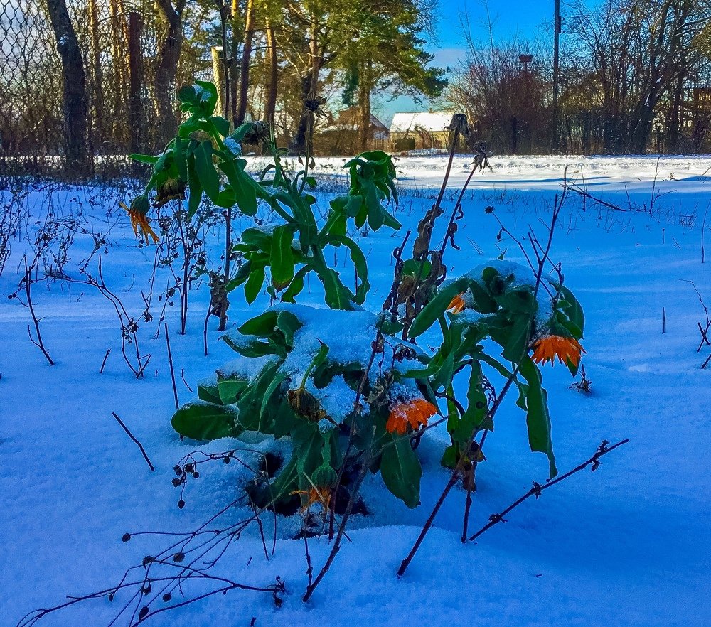 Photo #4006954