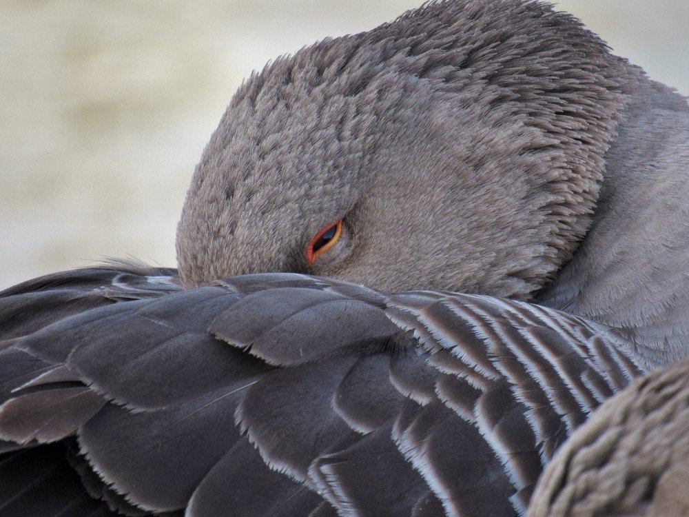 Photo #4007174