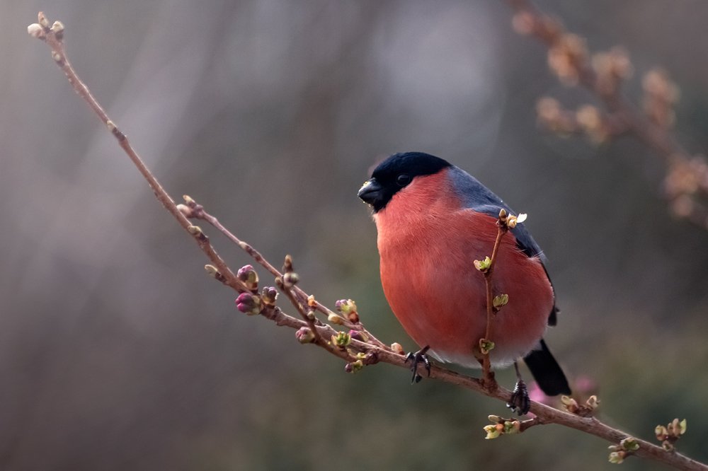 Фотография автора Anna Gillespie