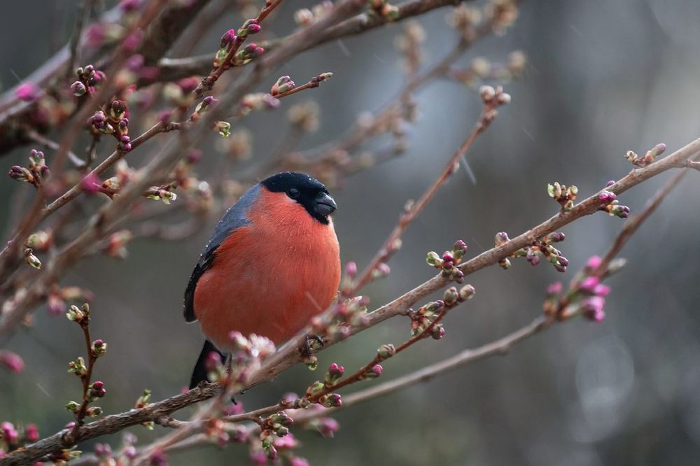 Фотография автора Anna Gillespie