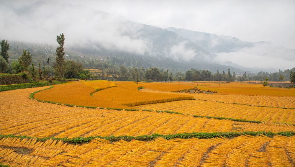AUTUMN RICE FIELD