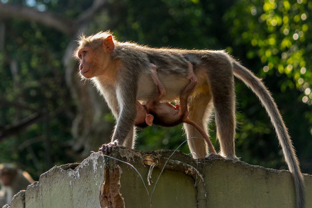 Photograph by Zinda Shaik Mohideen M