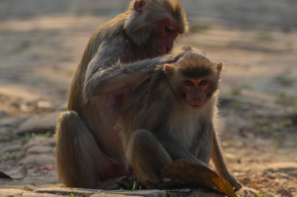 Photograph by Nasif Khan