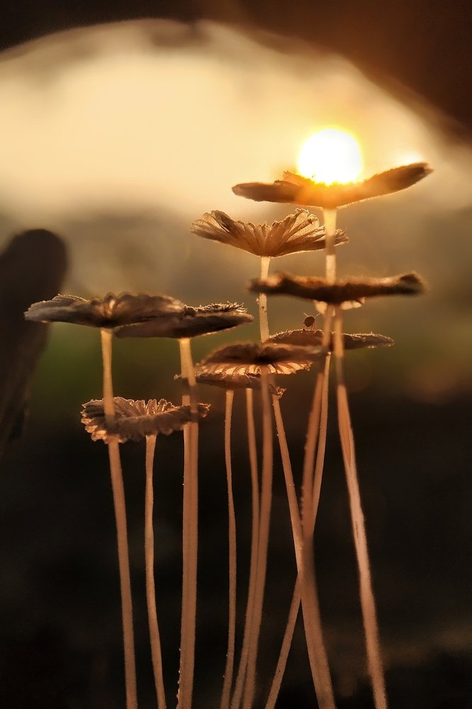 Photograph by Subrata Parui