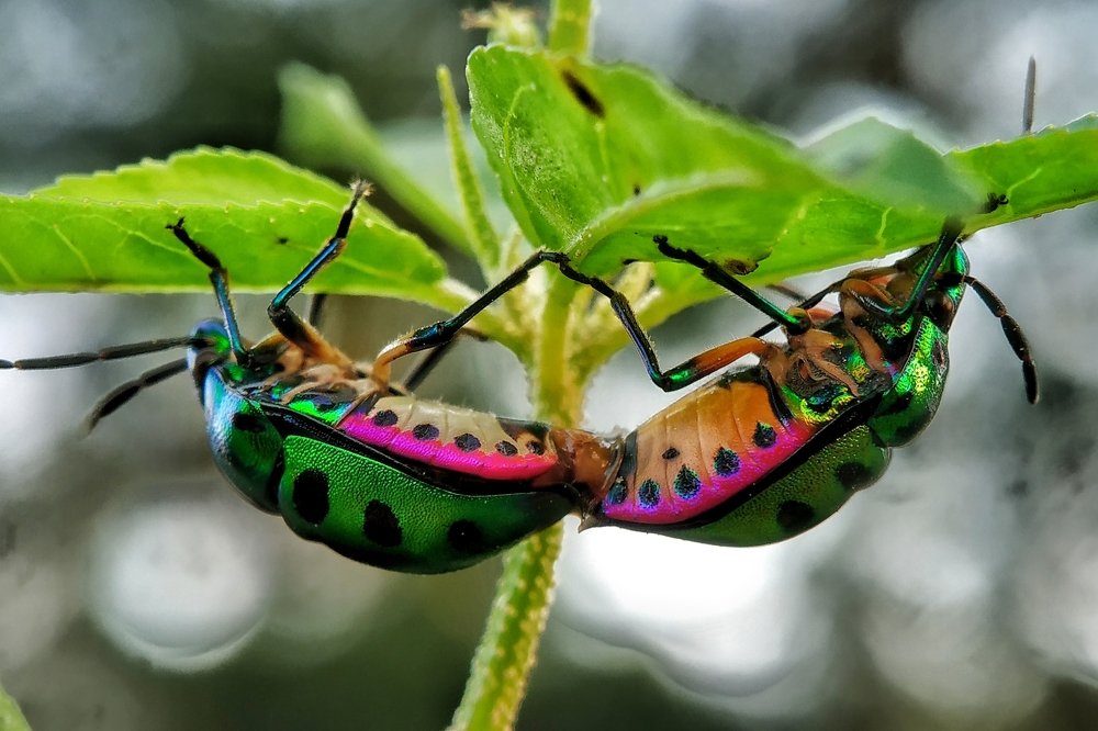 Photograph by Subrata Parui